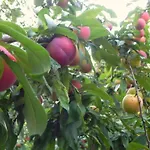 Гостевой дом Quinta Vale Do Homem Амариш