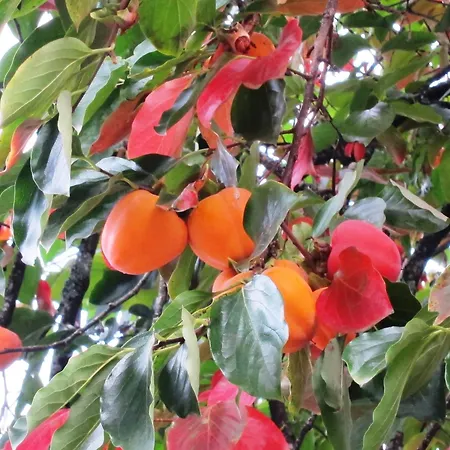 Quinta Vale Do Homem