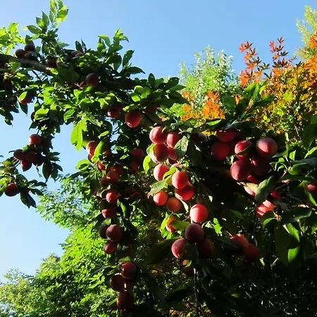 בית הארחה Quinta Vale Do Homem 3*