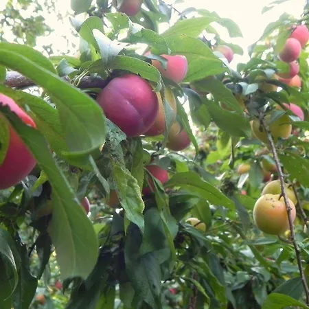 בית הארחה Quinta Vale Do Homem אמאריס