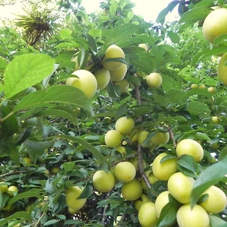 Quinta Vale Do Homem 3*