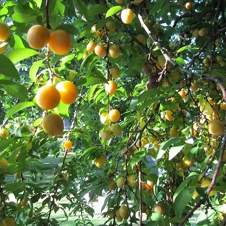 Quinta Vale Do Homem בית הארחה