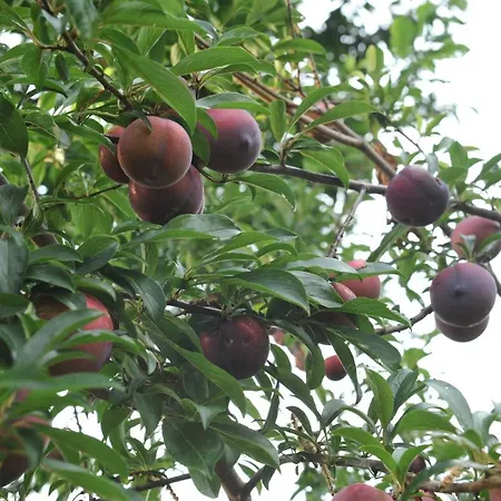 Gasthuis Quinta Vale Do Homem Amares