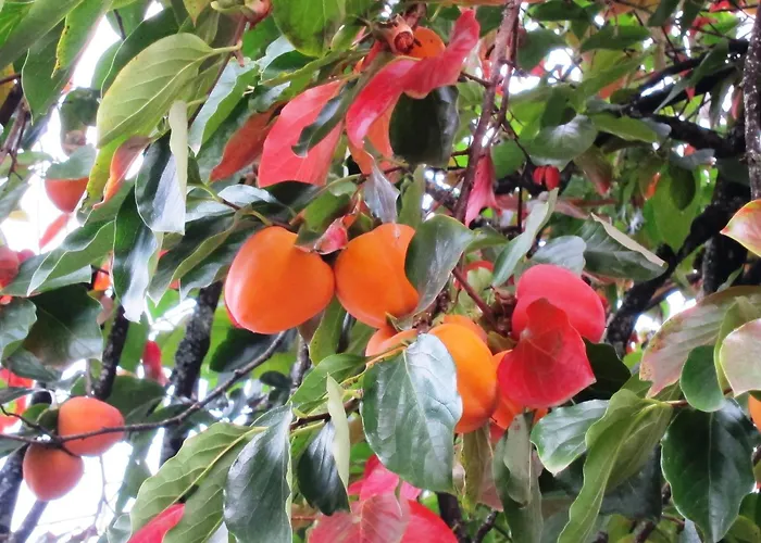 Quinta Vale Do Homem