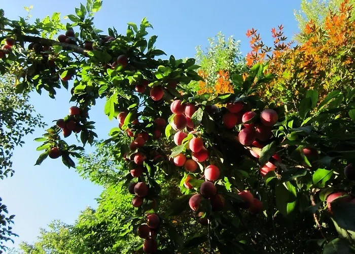 Vendégház Quinta Vale Do Homem 3*