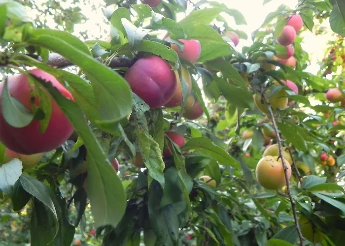 Konukevi Quinta Vale Do Homem Amares