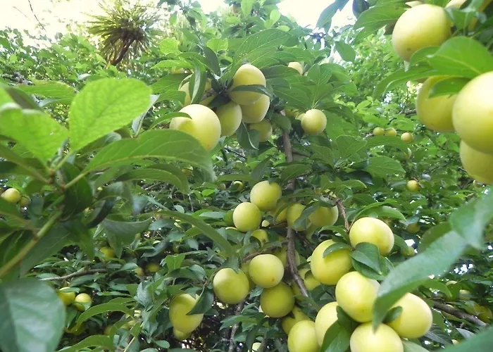 Quinta Vale Do Homem 3*