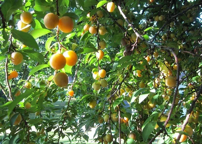 Quinta Vale Do Homem ゲストハウス