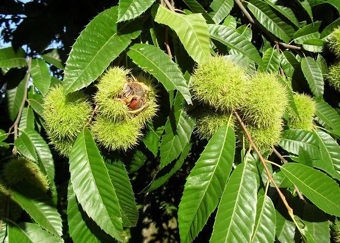 Quinta Vale Do Homem ゲストハウス アマレス