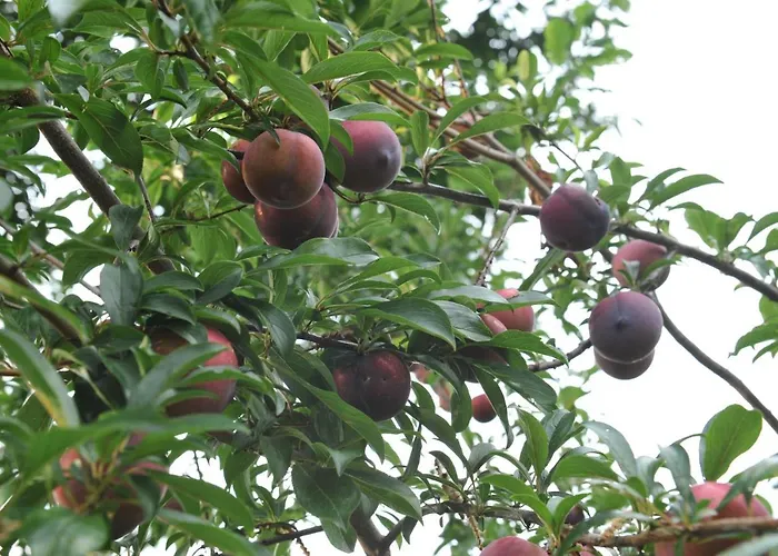 Konukevi Quinta Vale Do Homem Amares
